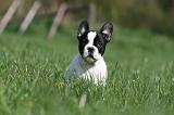 BOULEDOGUE FRANCAIS 1080
